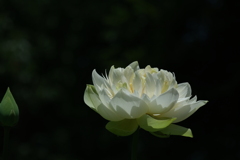 散歩の途中で。