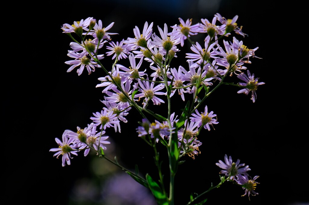 散歩の途中で。⑦