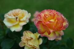 薔薇-2