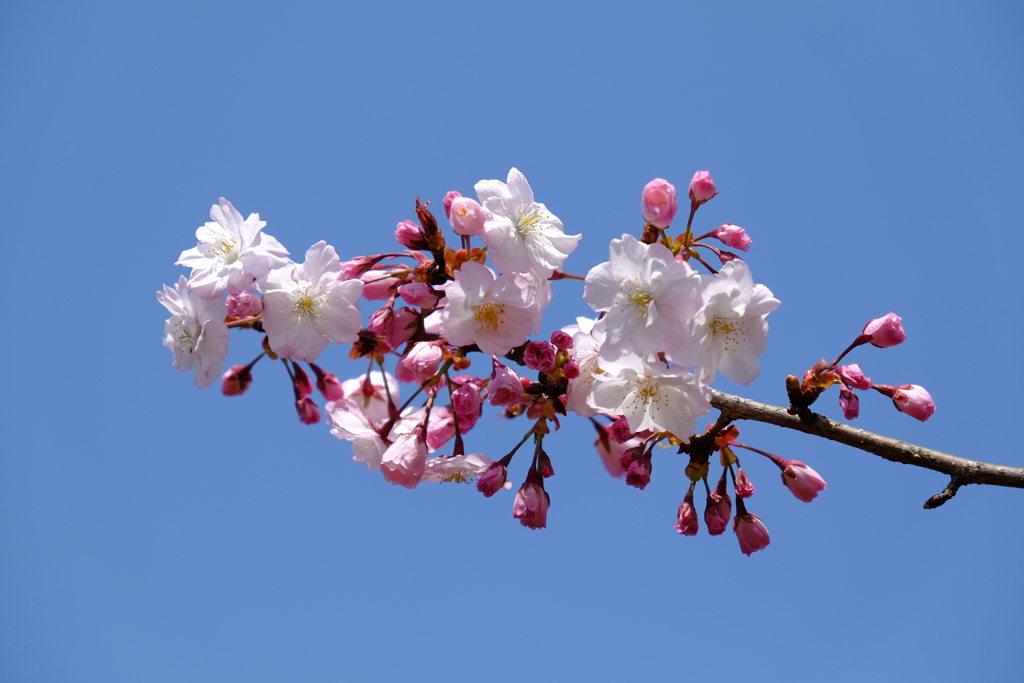 八重桜