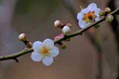 散歩の途中で。②