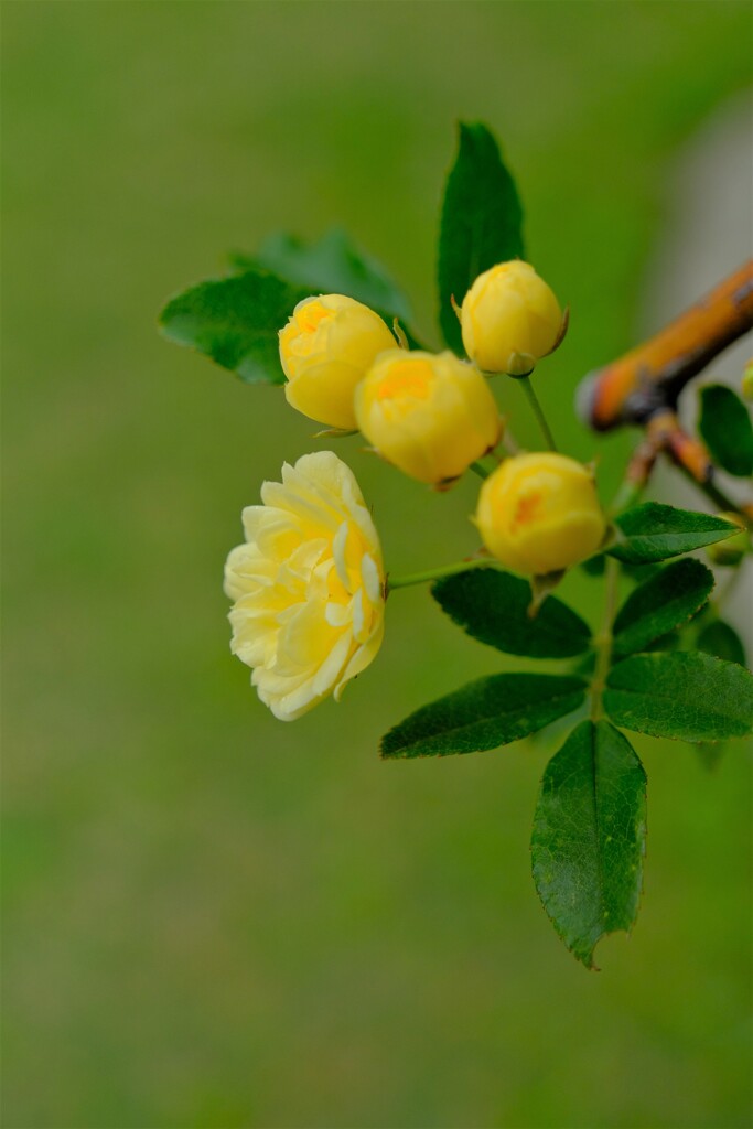 散歩の途中で。3