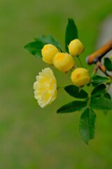 散歩の途中で。3