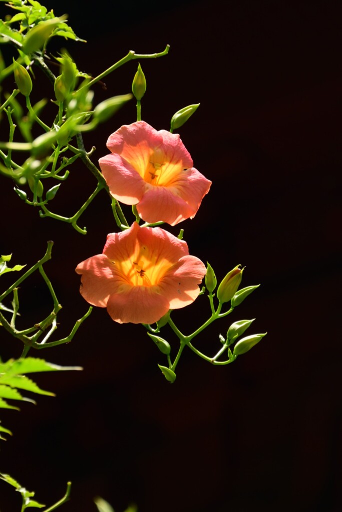 ノウゼンカズラ