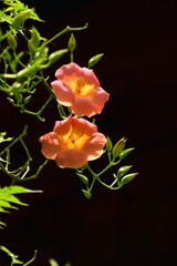 ノウゼンカズラ