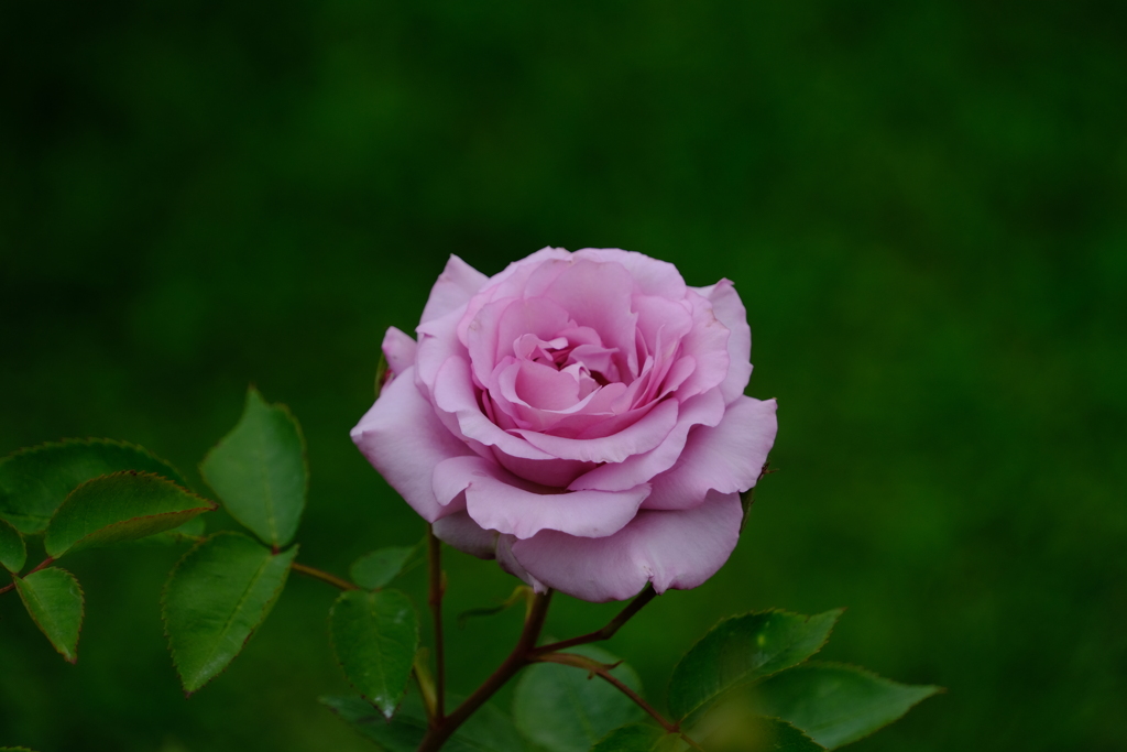 散歩の途中で。10