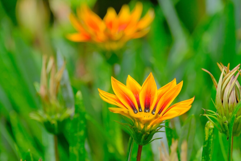 散歩の途中で。