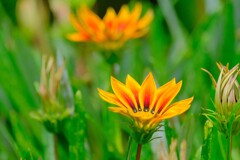 散歩の途中で。