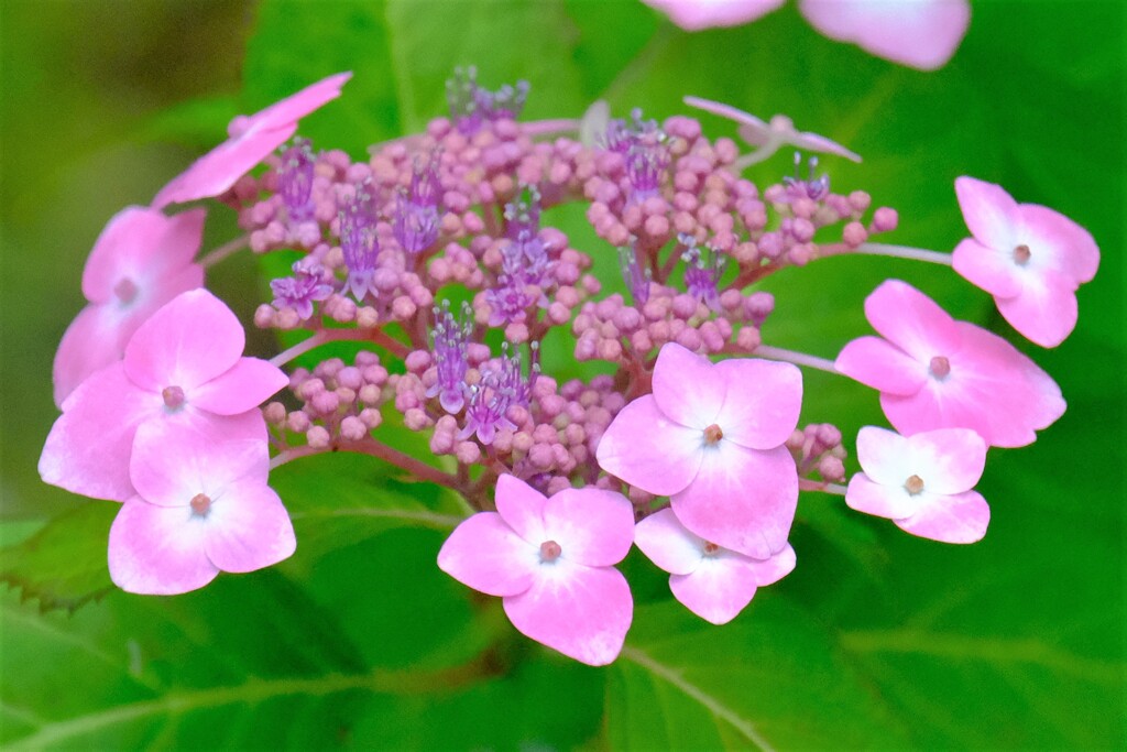 紫陽花（５）
