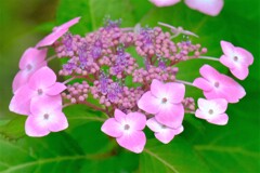 紫陽花（５）