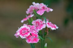 散歩の途中で。