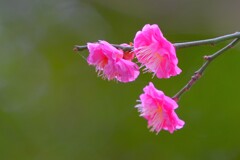 散歩の途中で。④