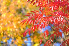 散歩の途中で。Ⅲ