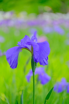 散歩の途中で。Ⅰ