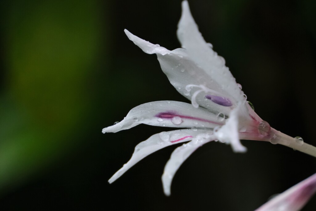 散歩の途中で。⑥