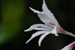 散歩の途中で。⑥