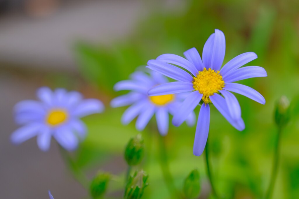 散歩の途中で。Ⅱ