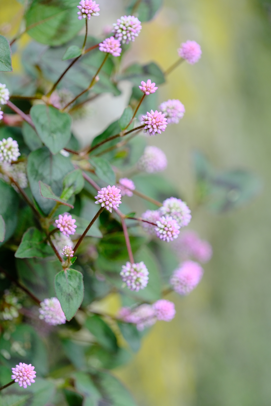 散歩の途中で。⑤