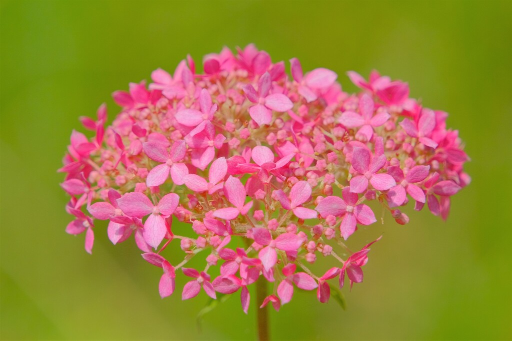 散歩の途中で。5