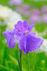 散歩の途中で。Ⅵ