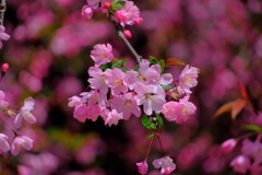 散歩の途中で。Ⅴ