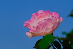 散歩の途中で。5