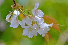 散歩の途中で。④