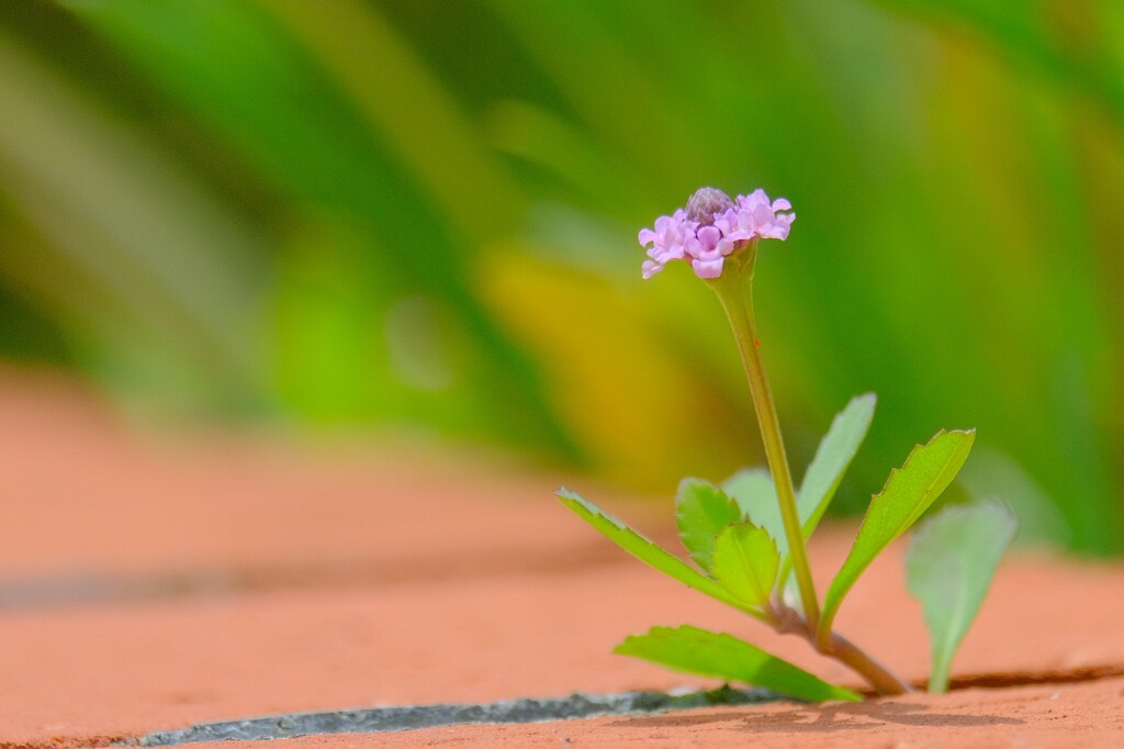 散歩の途中で。