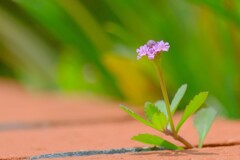 散歩の途中で。