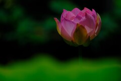 散歩の途中で。１