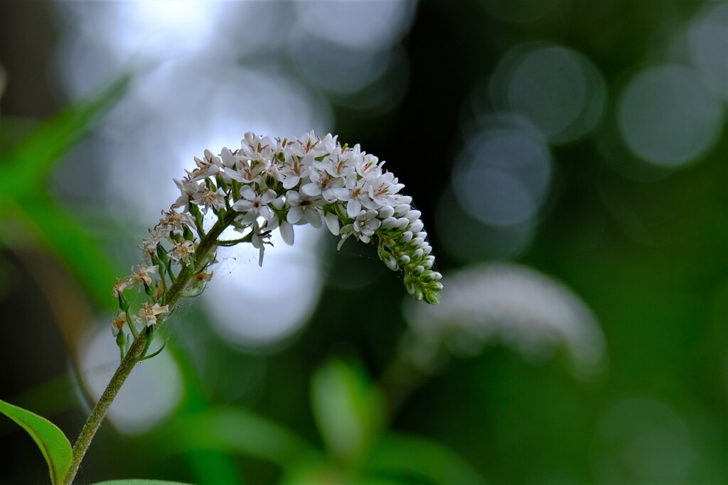 散歩の途中で。Ⅰ
