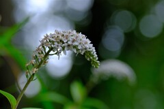 散歩の途中で。Ⅰ