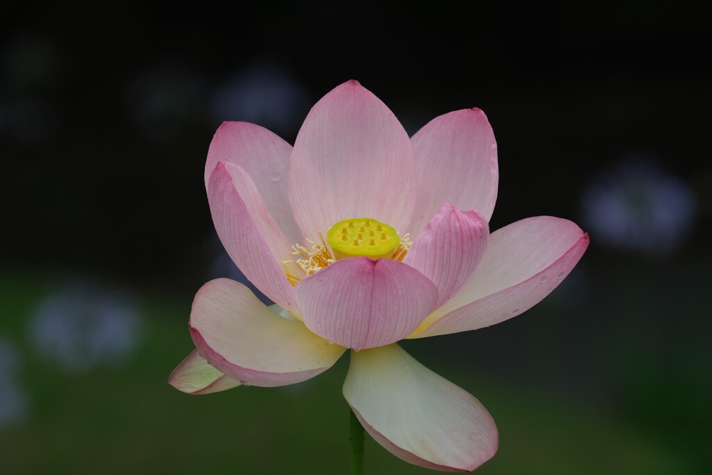 散歩の途中で。