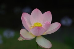 散歩の途中で。