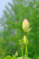 散歩の途中で。