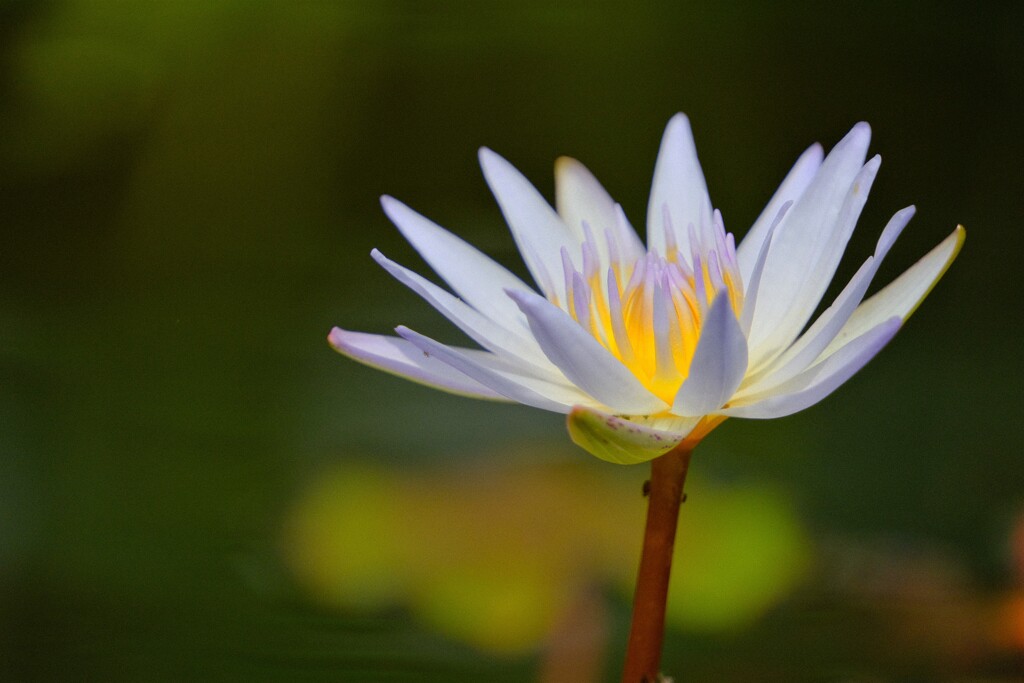 散歩の途中で。④