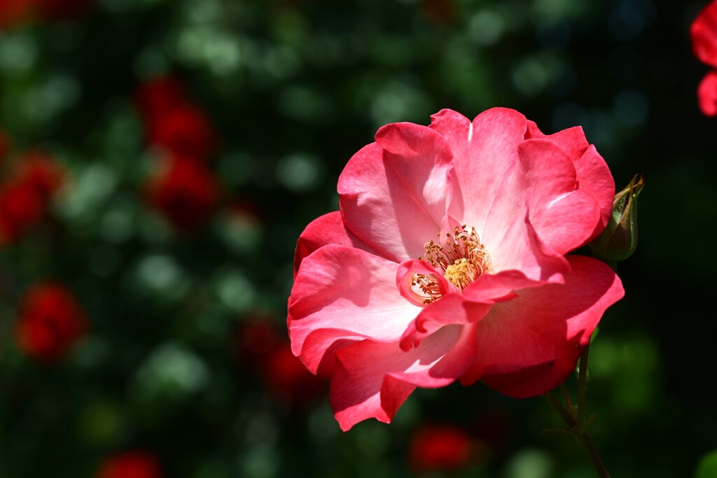 薔薇-7