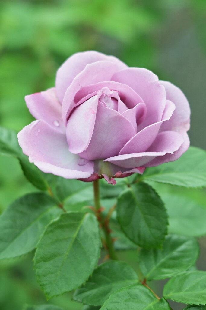 薔薇-3