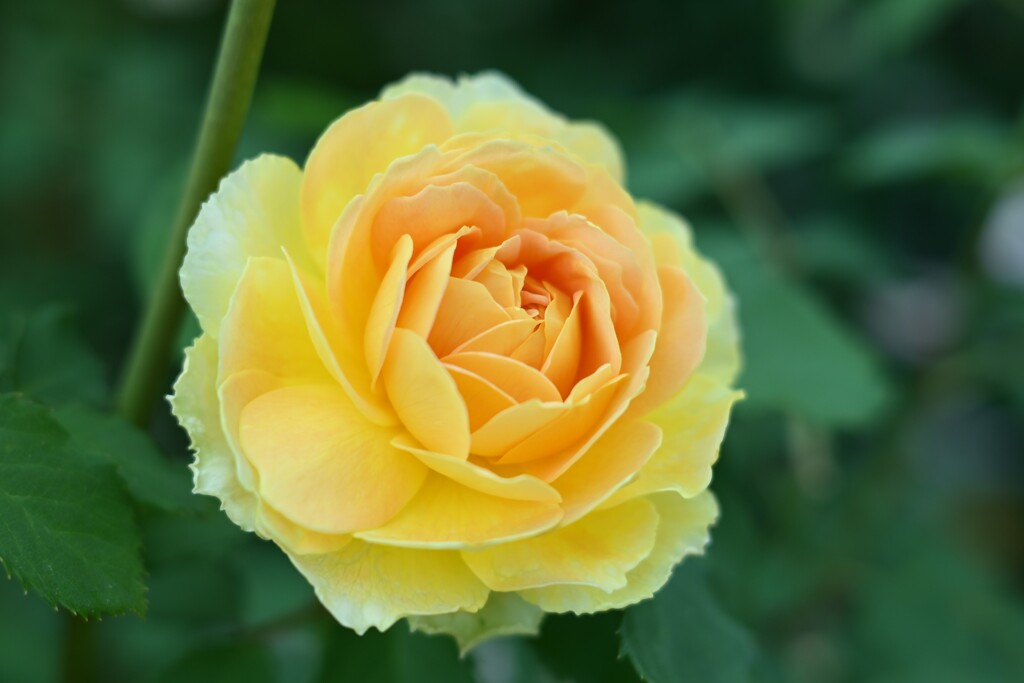 薔薇-6