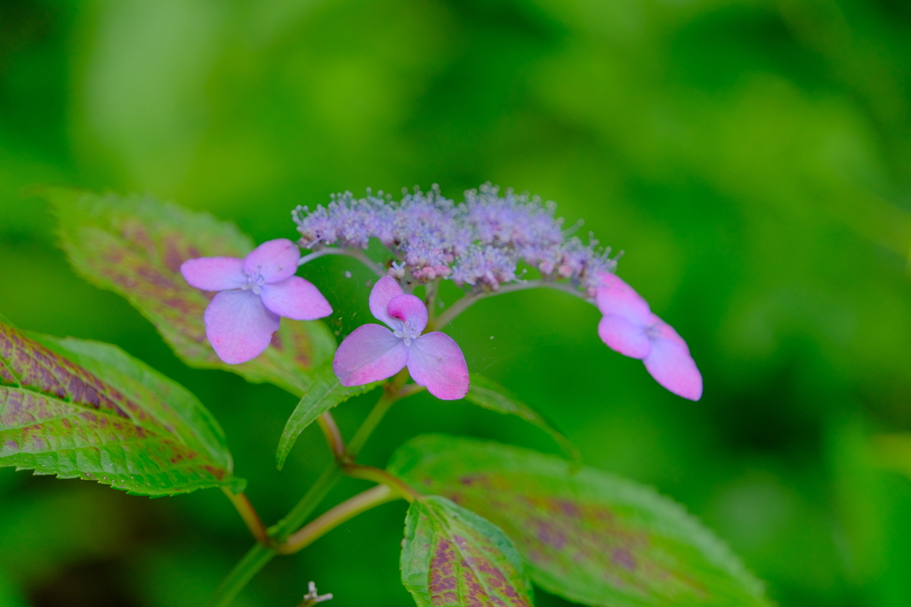 散歩の途中で。Ⅰ