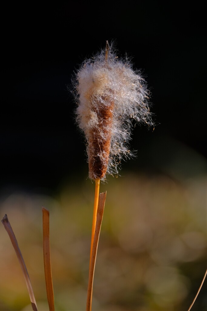 散歩の途中で。Ⅴ