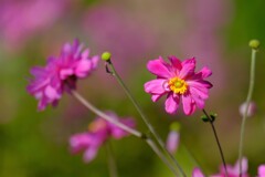 散歩の途中で。Ⅰ