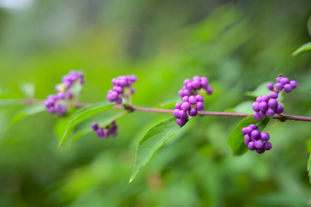 ムラサキシキブ