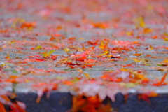 散歩の途中で。遠出 4