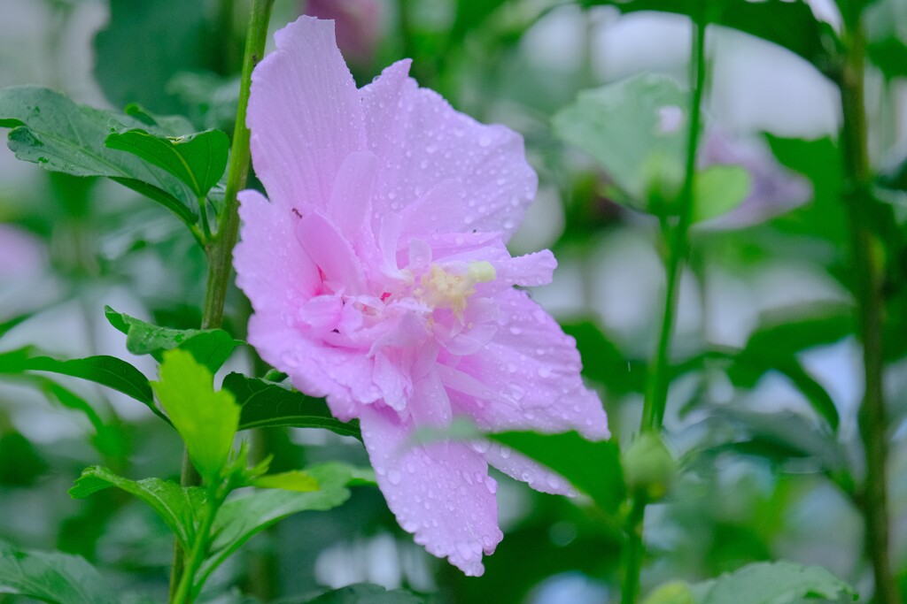 散歩の途中で。