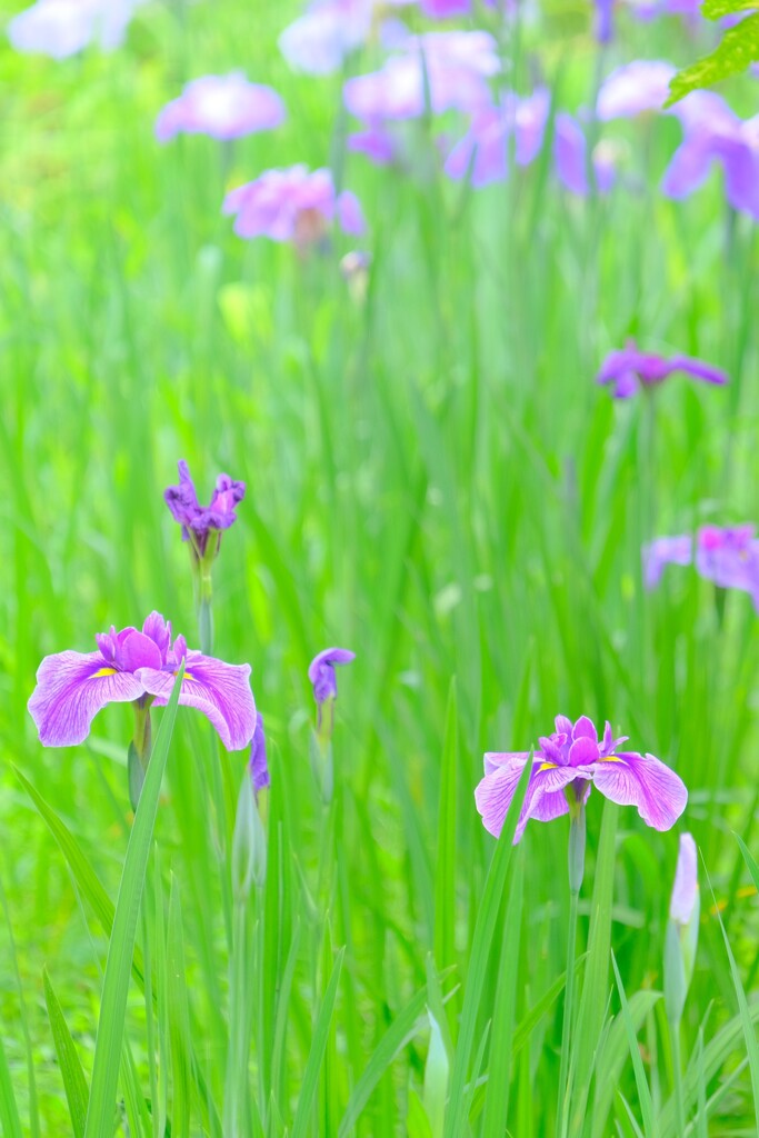 散歩の途中で。
