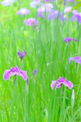 散歩の途中で。