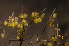 蝋梅（３）