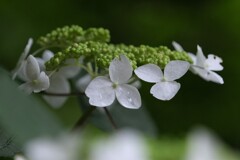 散歩の途中で。5