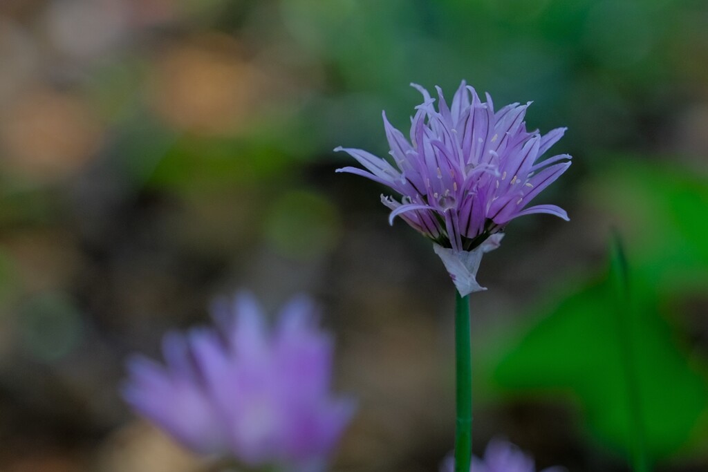 散歩の途中で。Ⅵ